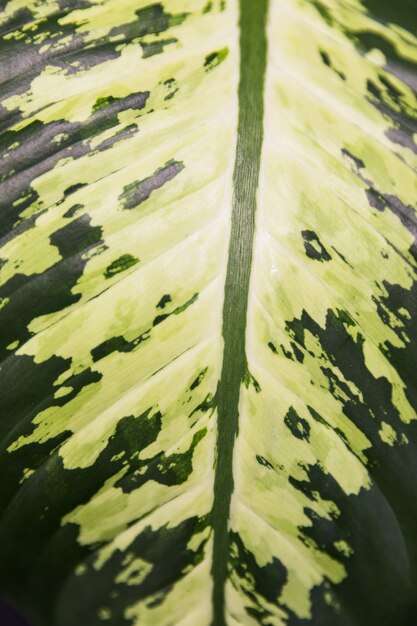 Feuille de plante de bureau se bouchent