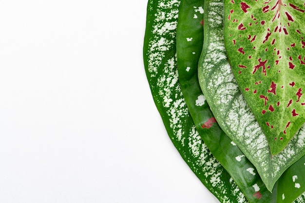 Feuille de plante Nephthytis sur fond blanc