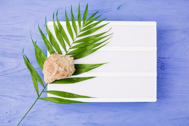 Feuille de la plante près du coquillage et tablette à bord