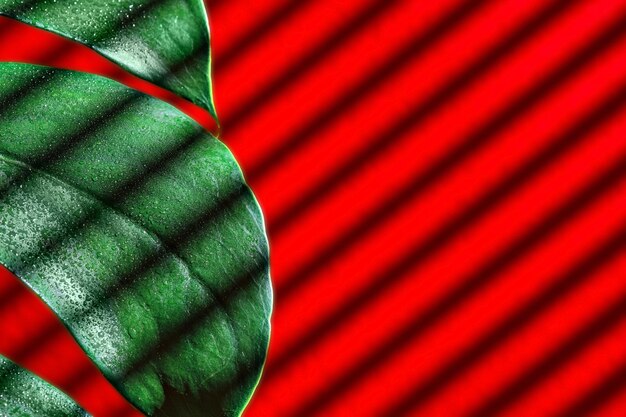 Feuille de plante tropicale monstera agrandi gouttes de rosée sur la feuille stries de lumière du soleil ombre des stores mise au point sélective fond rouge avec espace de copie idée de fond ou de fond d'écran