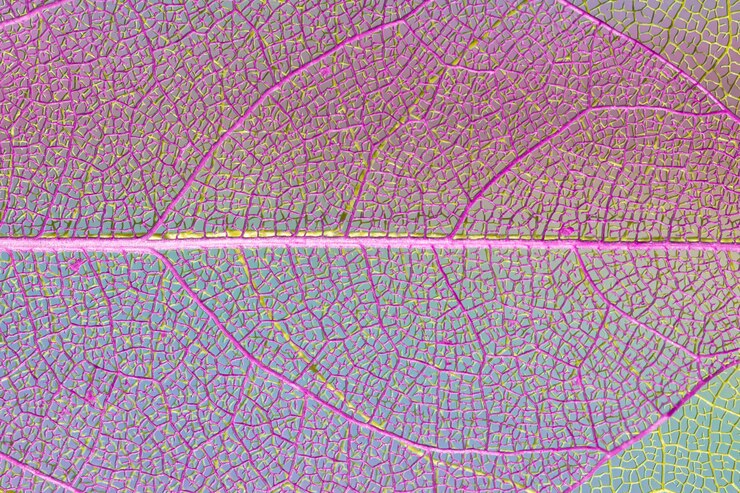 Photo gratuit feuille pourpre transparente abstraite