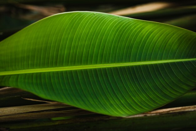 Feuille rayée sur le sol