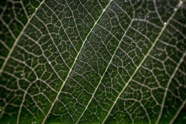 Feuille de texture macro grande feuille verte avec des gouttes d'eau close-up