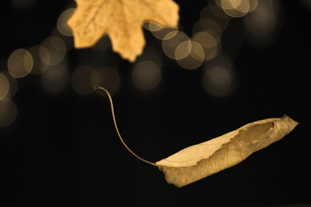 Feuille tombante automnale