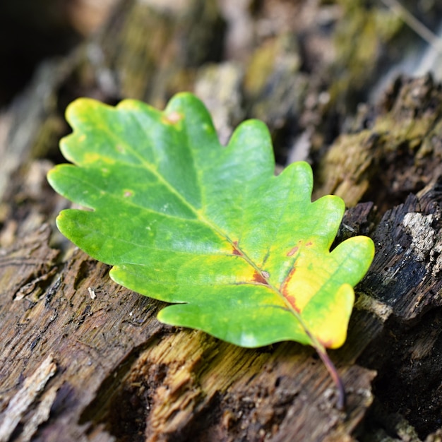 Feuille sur un tronc