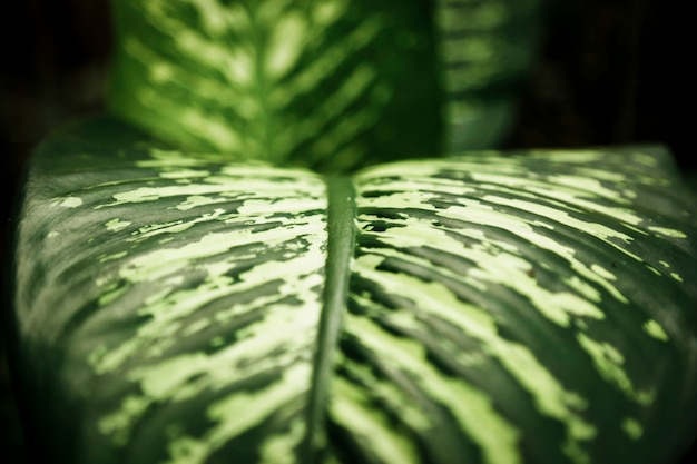 Feuille tropicale avec un arrière-plan flou closeup