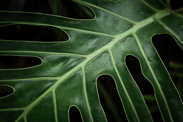 Une feuille tropicale verte en gros plan