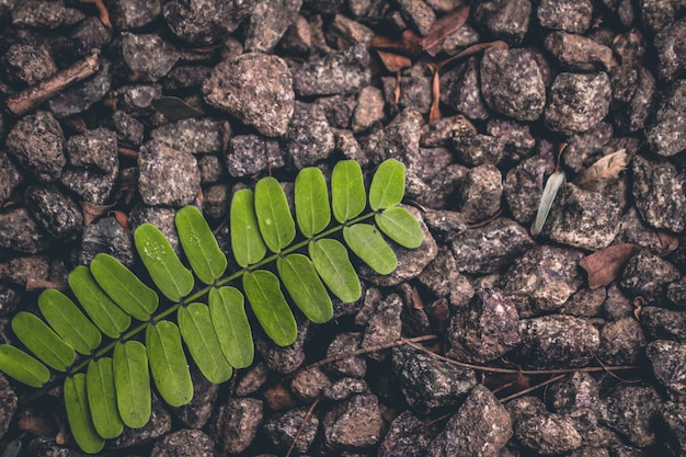 Photo gratuite feuille verte allongée sur le gravier