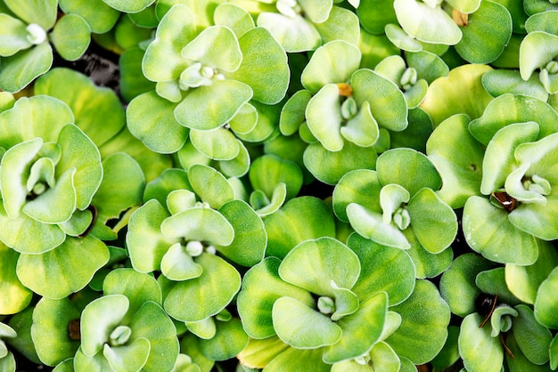 Photo gratuite feuille verte dans la nature