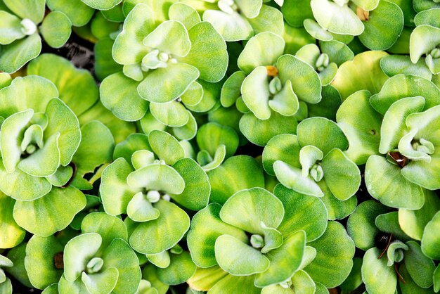 Feuille verte dans la nature