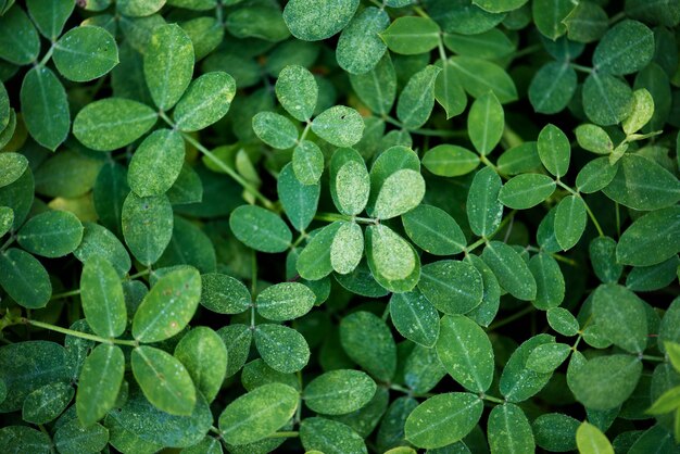 Feuille verte dans la nature