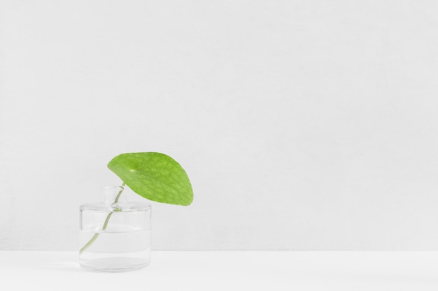 Photo gratuite feuille verte fraîche en bouteille de verre sur fond blanc