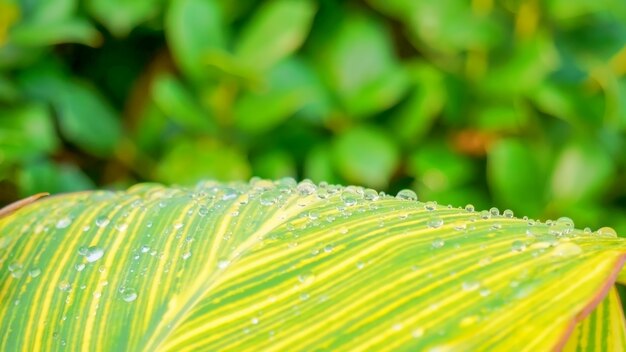 Feuille verte et jaune avec des gouttes d&#39;eau