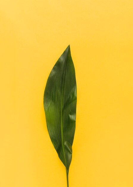 Feuille verte de plante exotique