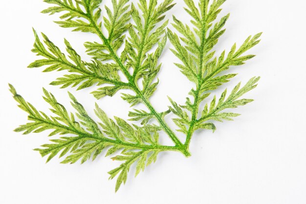 Feuille verte pressée sur fond blanc