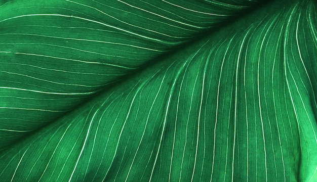 Feuille verte