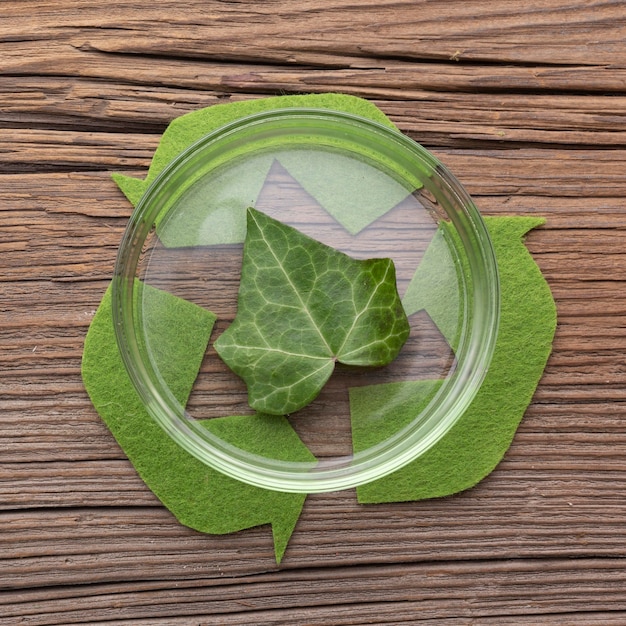 Feuille de vue de dessus dans une boîte de Pétri