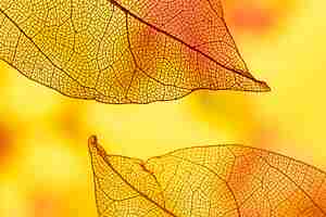Photo gratuite feuilles abstraites avec orange et jaune
