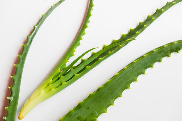 Feuilles d&#39;Aloe Vera pour un traitement de beauté