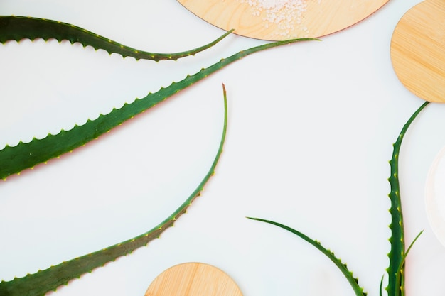 Feuilles d&#39;Aloe Vera pour un traitement de beauté