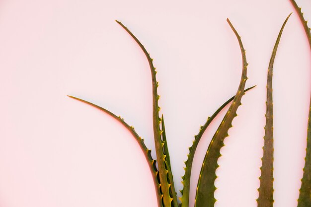 Feuilles d&#39;Aloe Vera pour un traitement de beauté