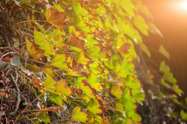 Feuilles d&#39;arbre