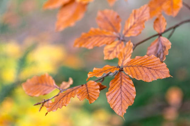 Photo gratuite feuilles d'automne jaunes sur un arbre dans la forêt macro shot