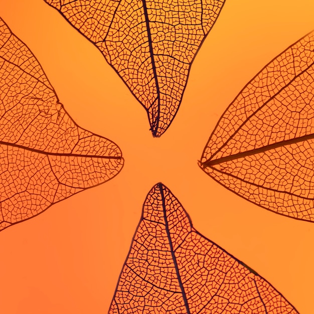Photo gratuite feuilles d'automne orange abstraites