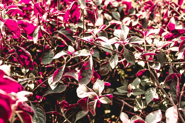 Feuilles d&#39;automne rouges