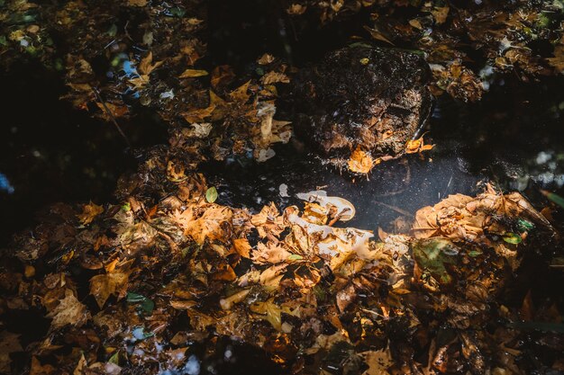 Feuilles d&#39;automne sur le sol en forêt