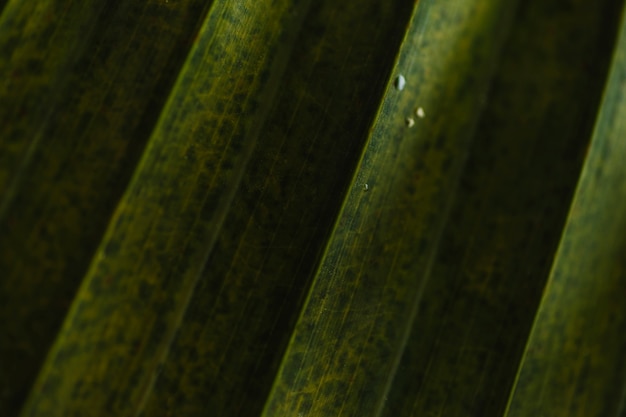 Photo gratuite feuilles aux veines jaunes