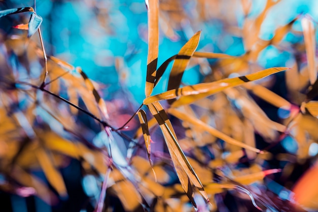 Feuilles de bambou botaniques