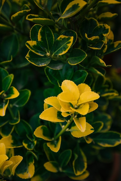 Feuilles botaniques jaunes dans le jardin