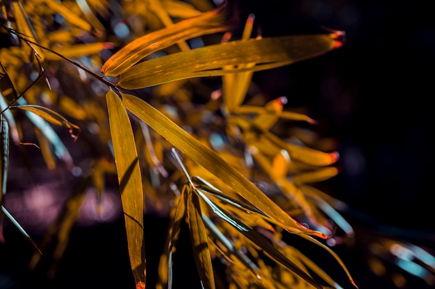 Feuilles botaniques