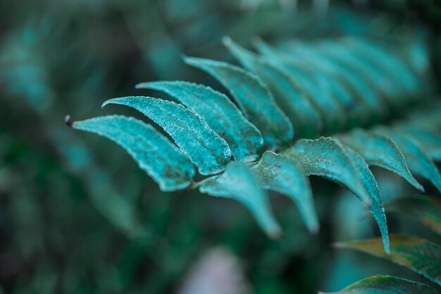 Feuilles botaniques