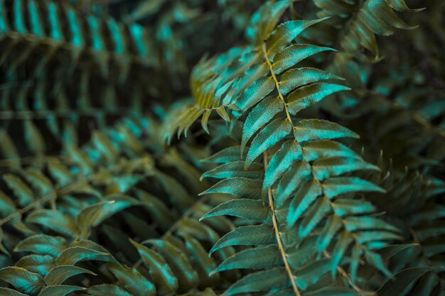 Feuilles botaniques