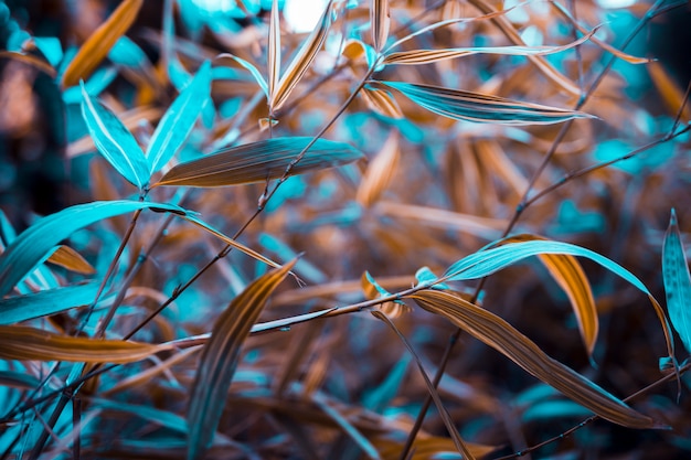 Feuilles botaniques