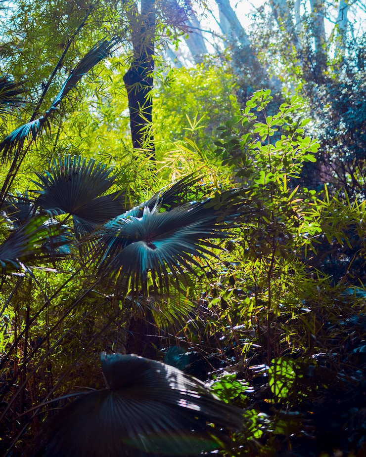 Photo gratuit feuilles botaniques