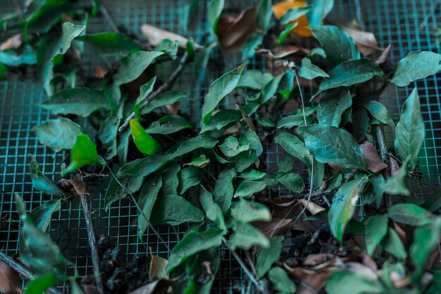 Feuilles botaniques