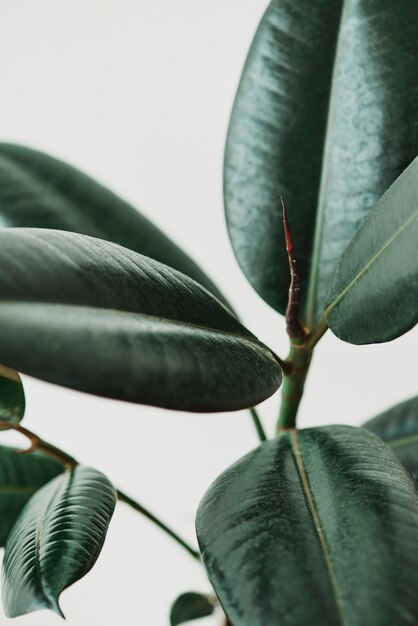 Feuilles de caoutchouc sur fond gris