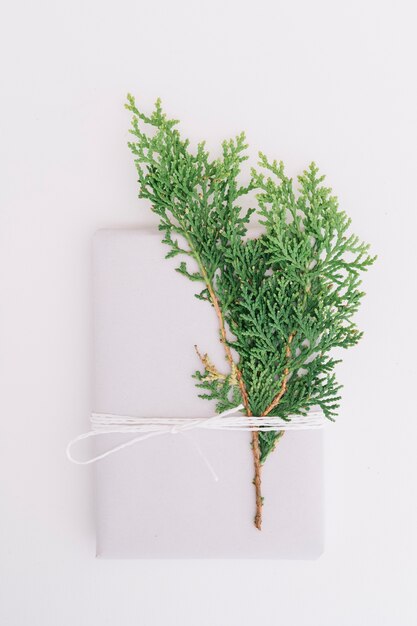 Feuilles de cèdre attachées et enveloppe attachée avec une ficelle isolée sur fond blanc