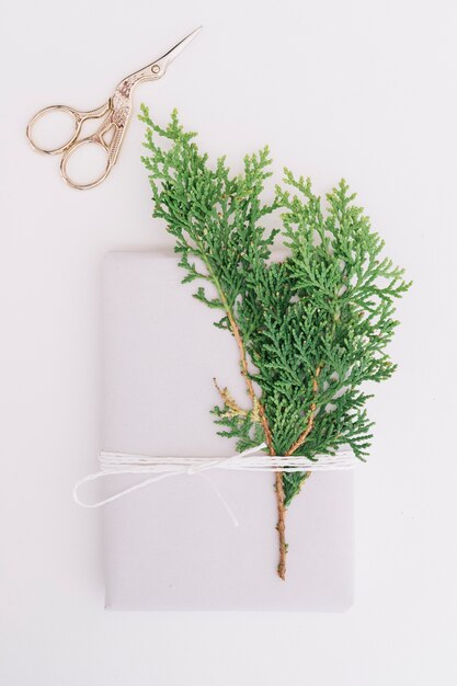 Feuilles de cèdre attachées avec paquet et ciseaux isolé sur fond blanc