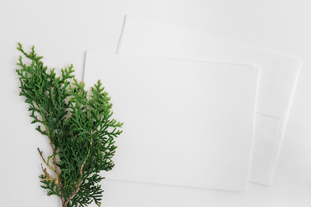 Feuilles de cèdre avec deux enveloppes isolé sur fond blanc