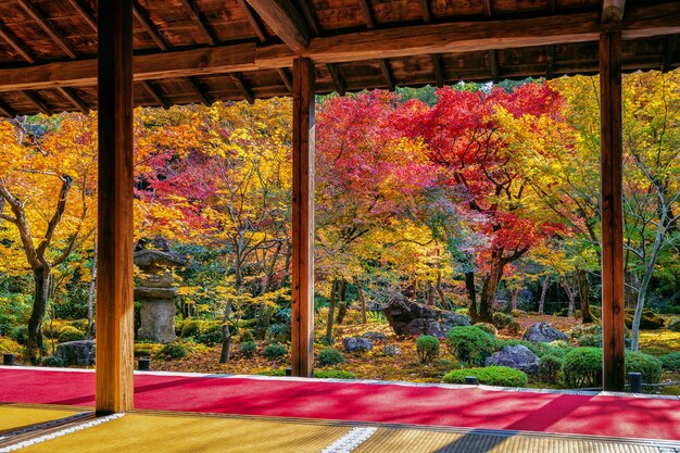 Feuilles colorées dans le parc de l'automne, au Japon.