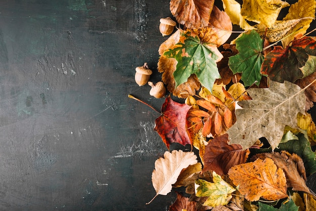 Feuilles composées sur tableau noir