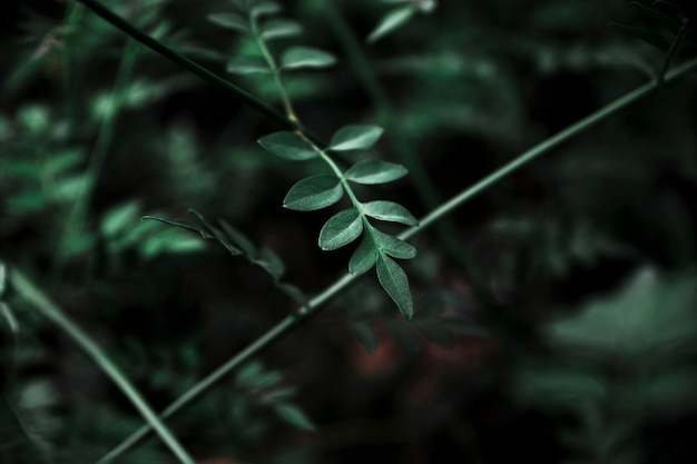 Feuilles délicates de la forêt