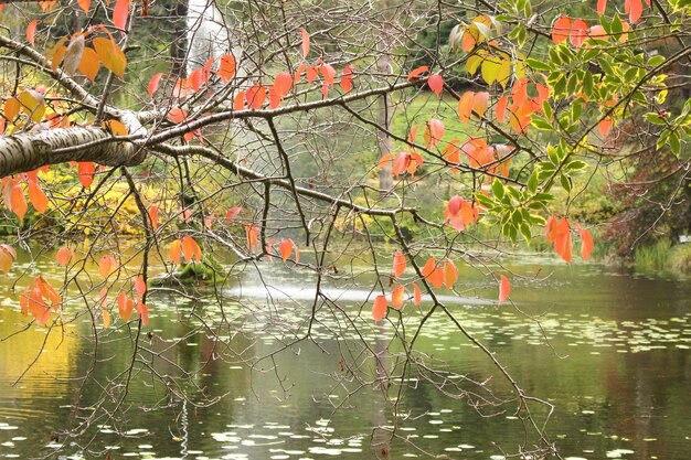 Les feuilles et l'eau