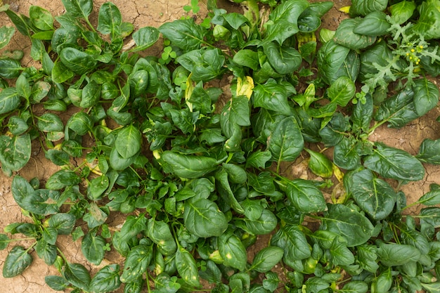 Feuilles d&#39;épinard