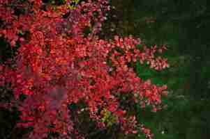 Photo gratuite feuilles et épines