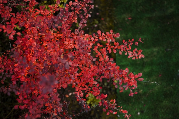 Feuilles et épines